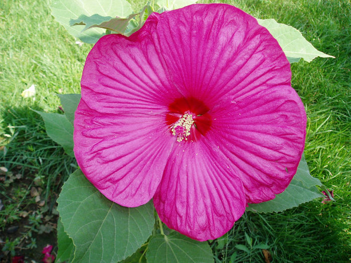 P1010539 - Hibiscus Moscheutous 2013