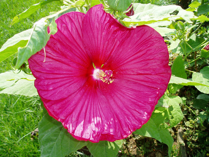 P1010537 - Hibiscus Moscheutous 2013