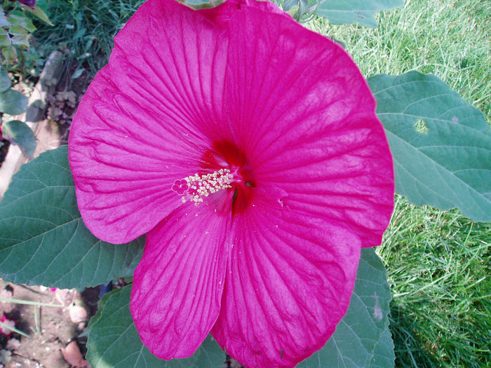 P1010538 - Hibiscus Moscheutous 2013