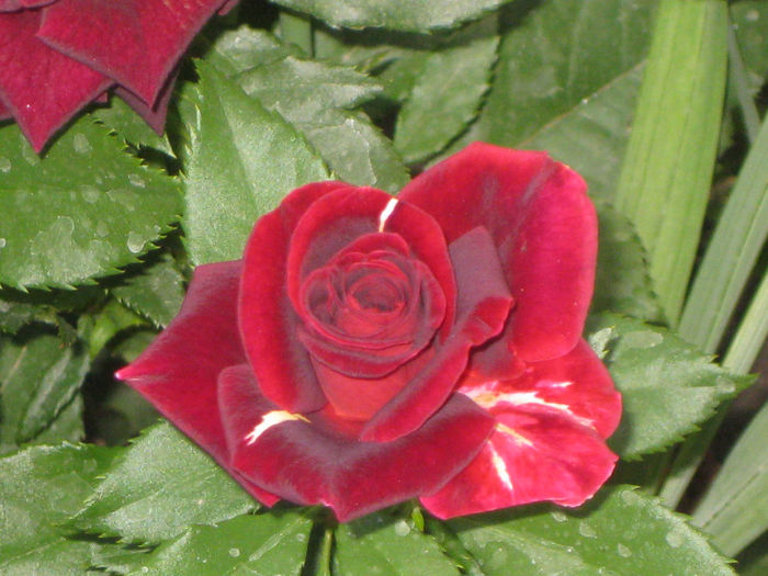 e sau nu hocus pocus???nu am idee