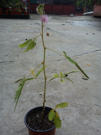 Mimosa pudica