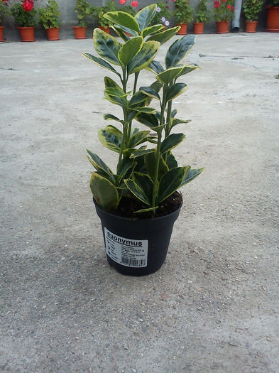 Euonymus