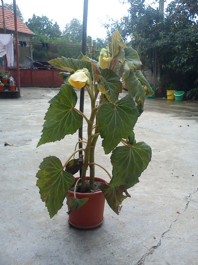 Begonia galbena