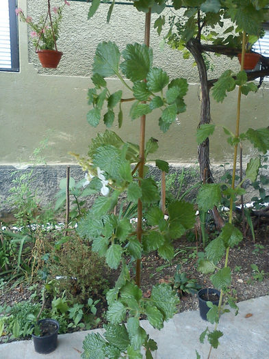 Plectranthus a inflorit