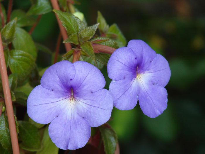 DSC05285 - Achimenes