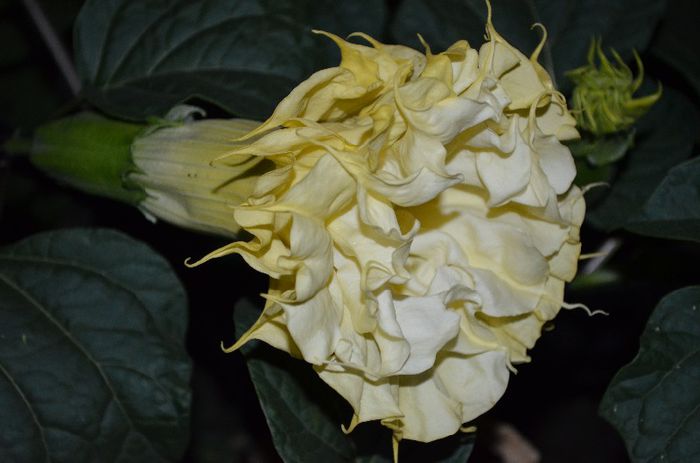 DSC_0248 - 1Datura si brugmansia