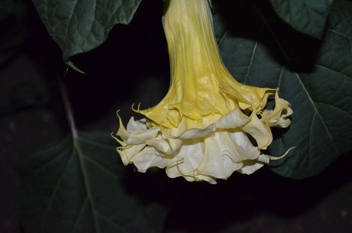 DSC_0250 - 1Datura si brugmansia