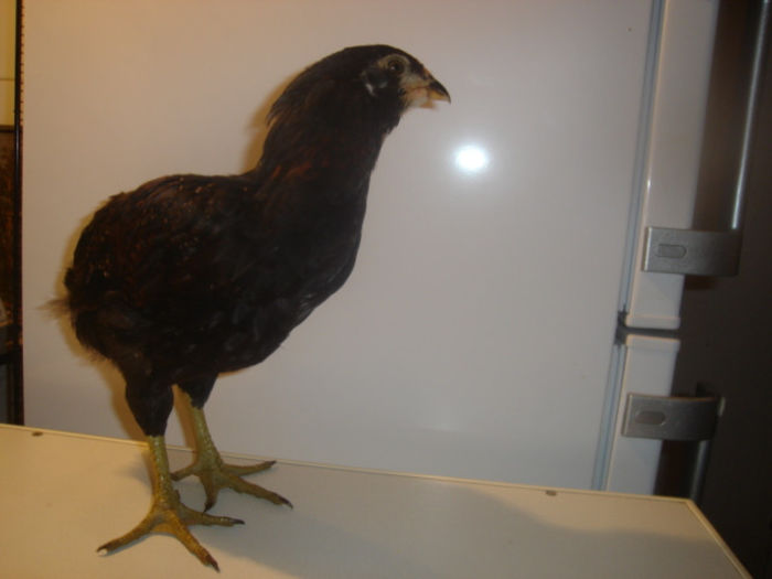 Cocos 1-5 - Tineret araucana 2013