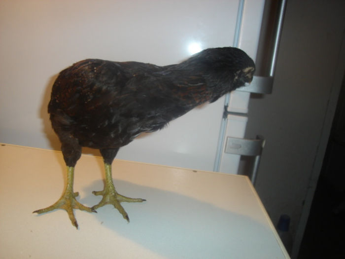 DSC07466 - Tineret araucana 2013