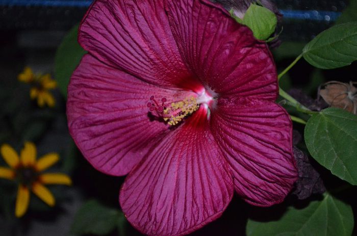 DSC_0253 - 1Hibiscus moschetos