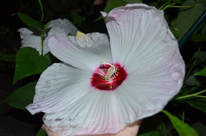 DSC_0256 - 1Hibiscus moschetos