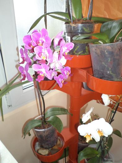 DSC03944 - Orhidee
