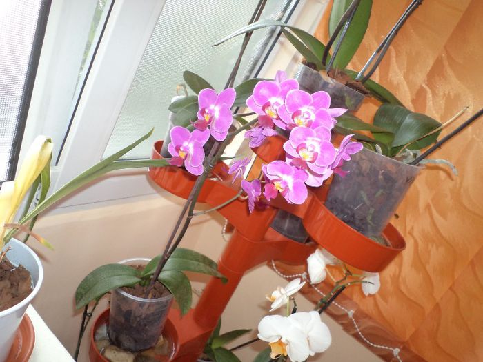 DSC03945 - Orhidee