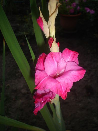 DSC05464 - GLADIOLE 2013