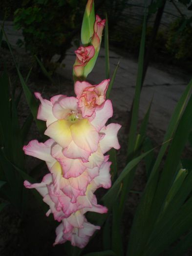 DSC05466 - GLADIOLE 2013