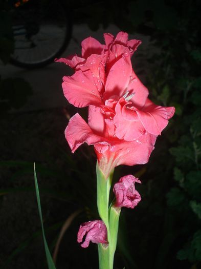  - GLADIOLE 2013