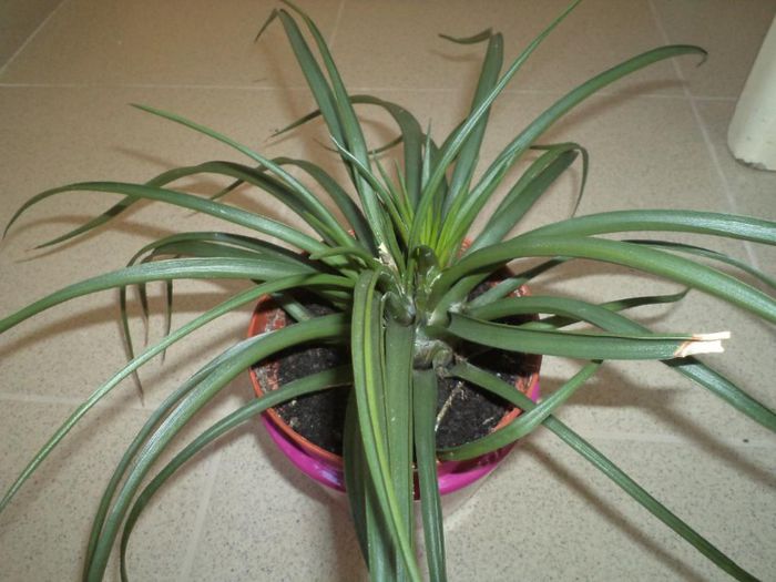 DSC03816 - Tillandsia cyanea