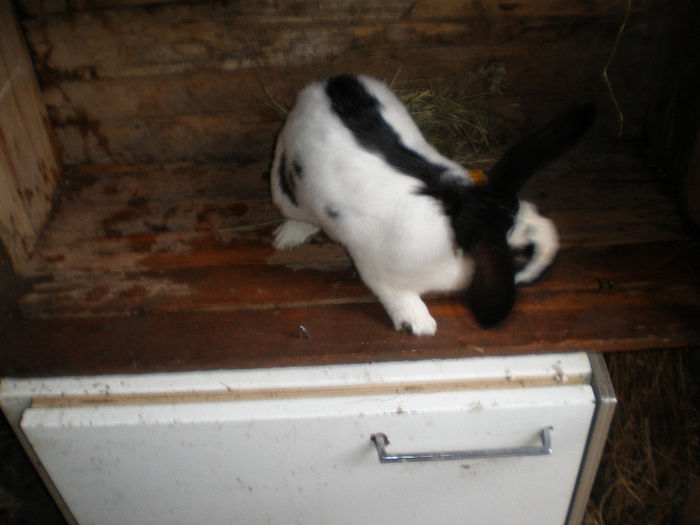 Iepuri 006 - Arhiva Fluture German