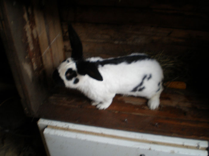 Iepuri 009 - Arhiva Fluture German