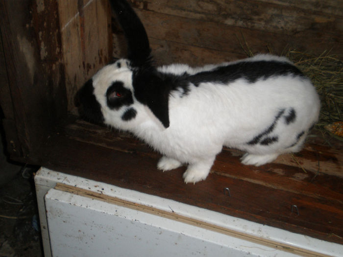 Iepuri 011 (2) - Arhiva Fluture German