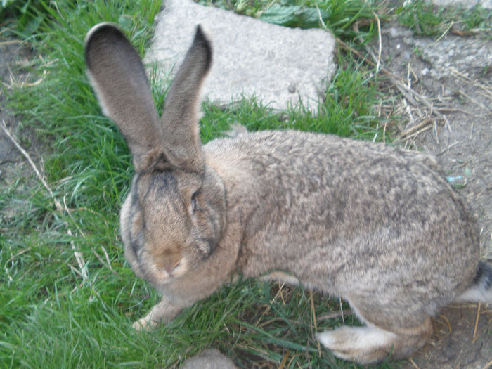 Femela 14 luni Vanduta