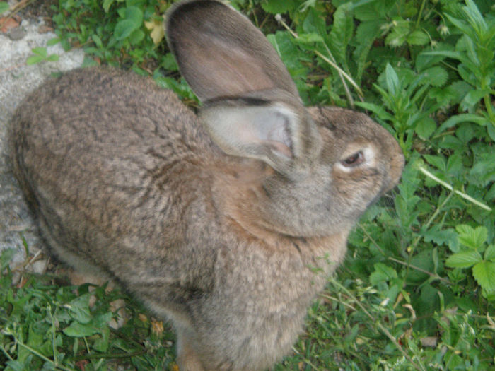 Mascul 6 luni Vandut