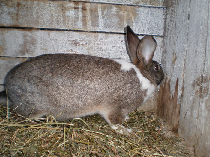 Femela Hibrid(Alb de Pannonia Comun)