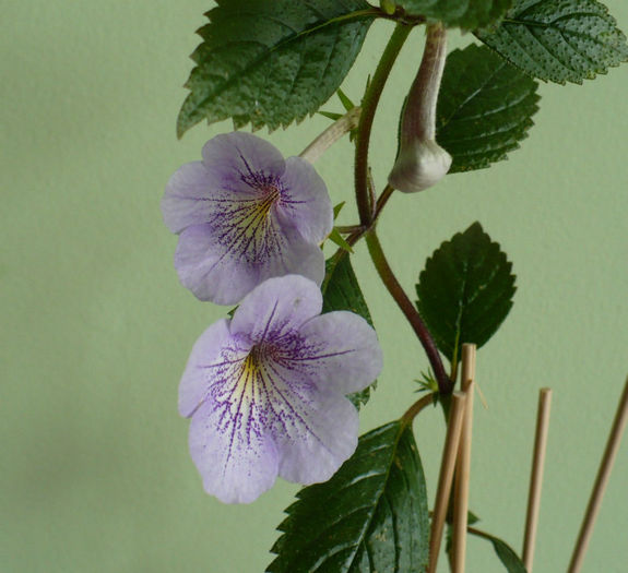 P1470187 - Achimenes 2013