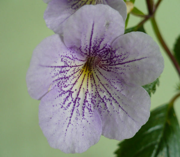 P1470188 - Achimenes 2013