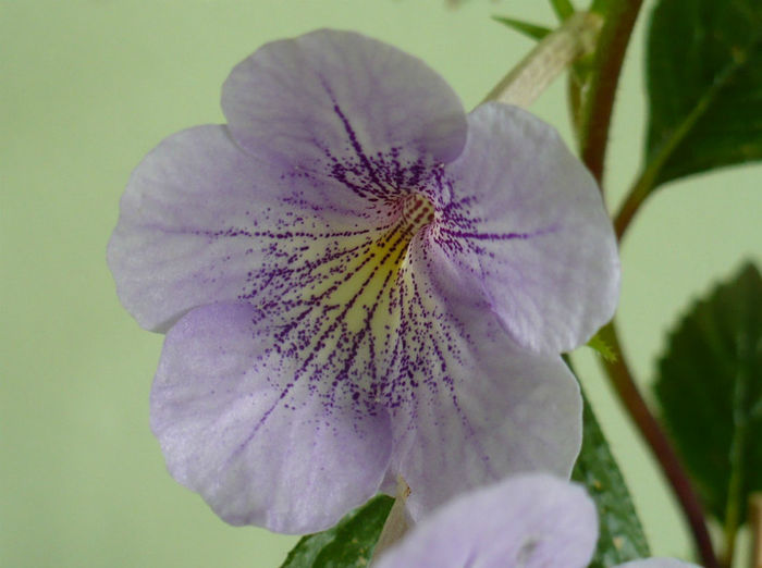 P1470189 - Achimenes 2013