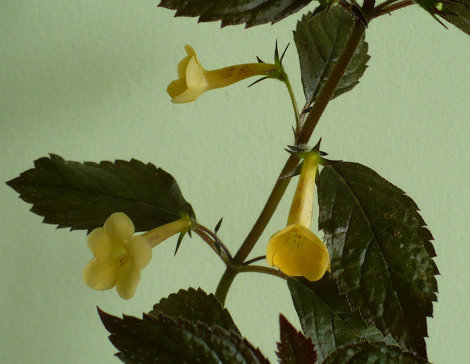 Yellow Beauty - Achimenes 2013