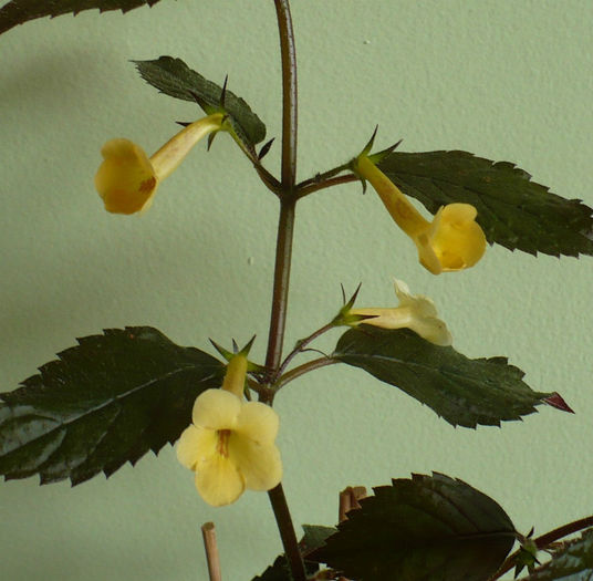 P1470198 - Achimenes 2013