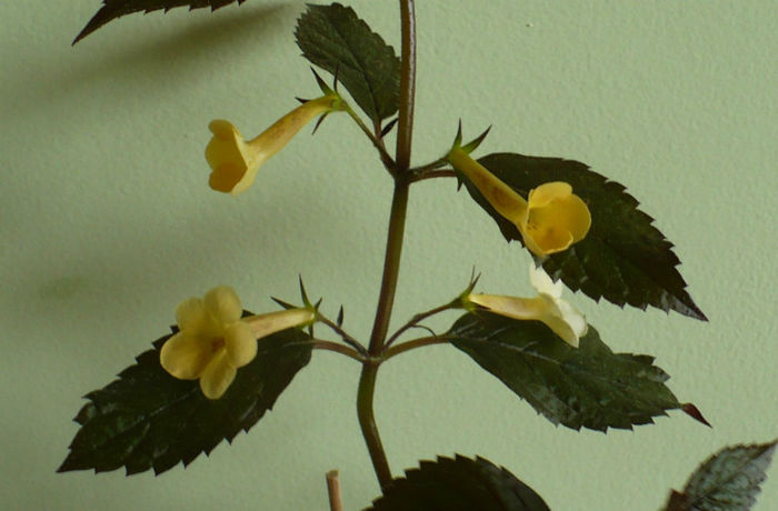 P1470199 - Achimenes 2013