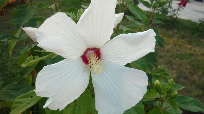 Picture 888 - Flori de vara