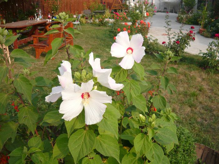 Picture 937 - Flori de vara