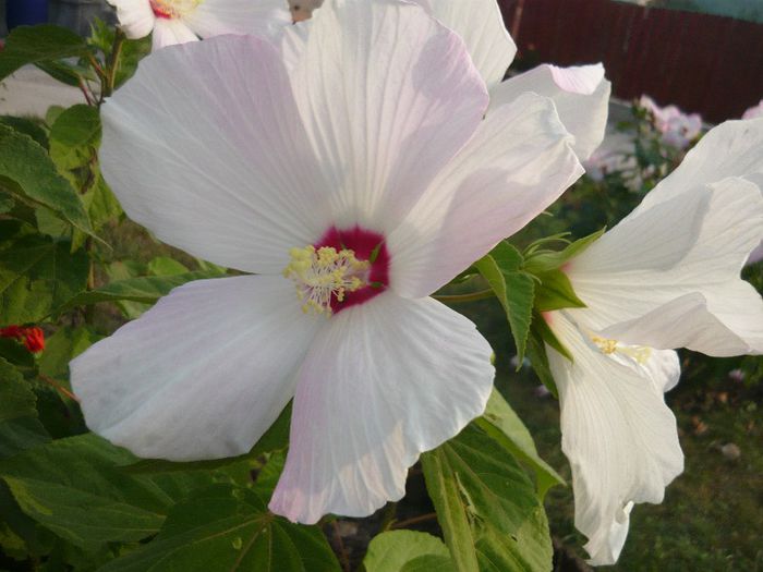 Picture 936 - Flori de vara