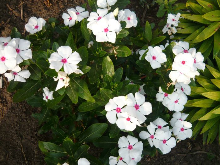 Picture 939 - Flori de vara