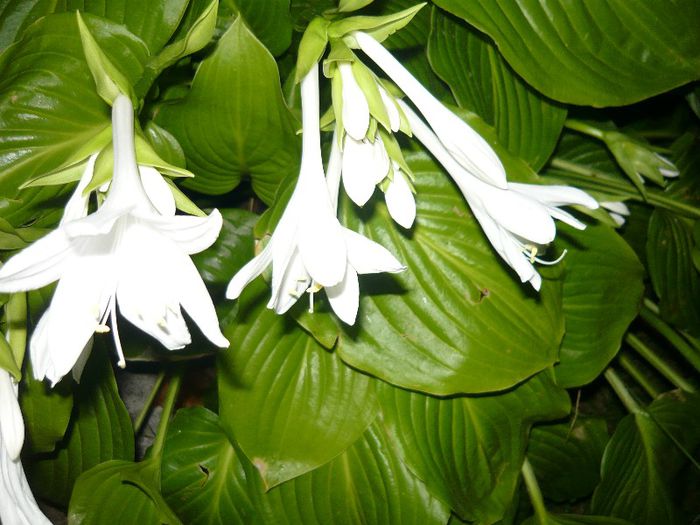 Picture 910 - Flori de vara