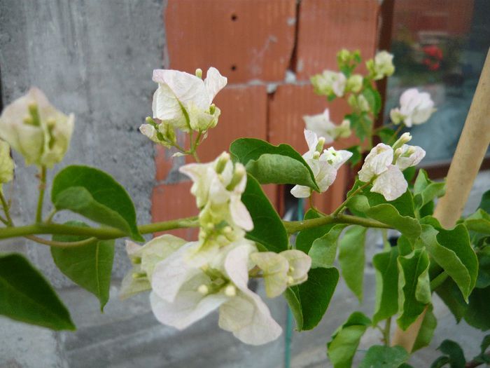 Picture 917 - Flori de vara