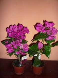 Bougainvillea 40 ron