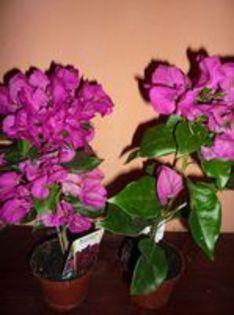 Bougainvillea 40 ron