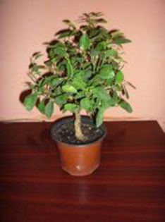 calamondin 70 ron - calamondin de vanzare