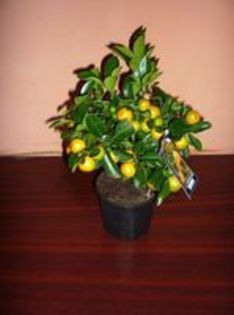 calamondin 70 ron - calamondin de vanzare