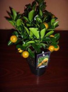 calamondin 70- - calamondin de vanzare