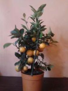 clementin