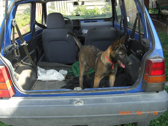 CIMG0697 - femela malinois Layca