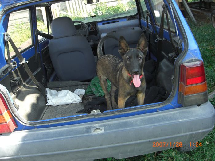 CIMG0698 - femela malinois Layca