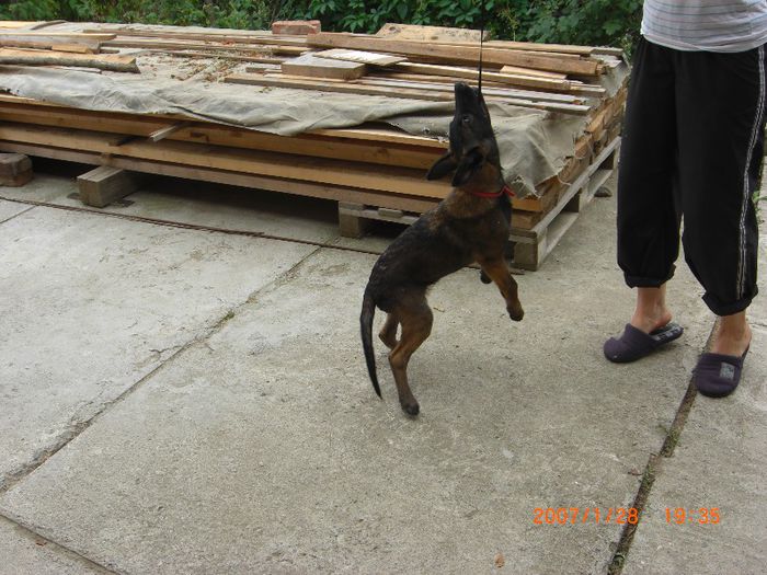 CIMG0731 - femela malinois Layca