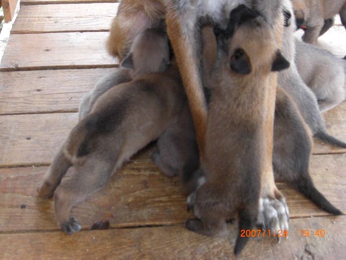 CIMG0747 - femela malinois Layca