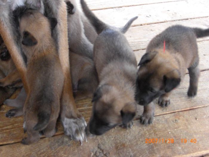 CIMG0748 - femela malinois Layca